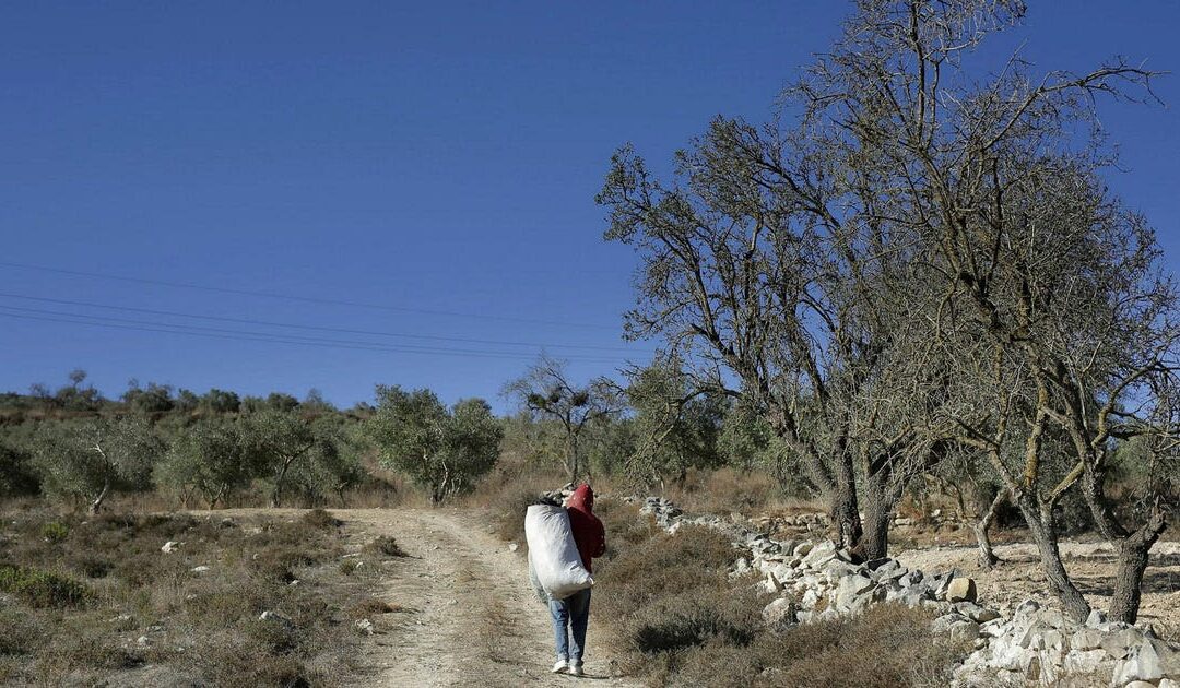 Israel set to deport 32 foreign activists who helped Palestinians harvest olives in a West Bank village
