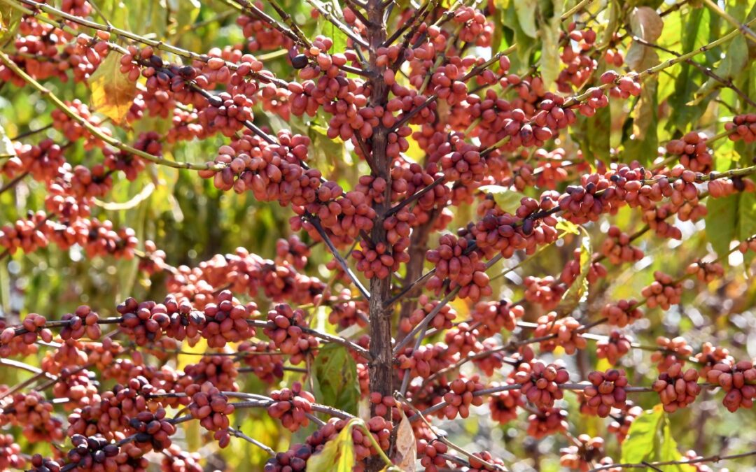 Coffee-driven deforestation is making it harder to grow coffee, watchdog group says