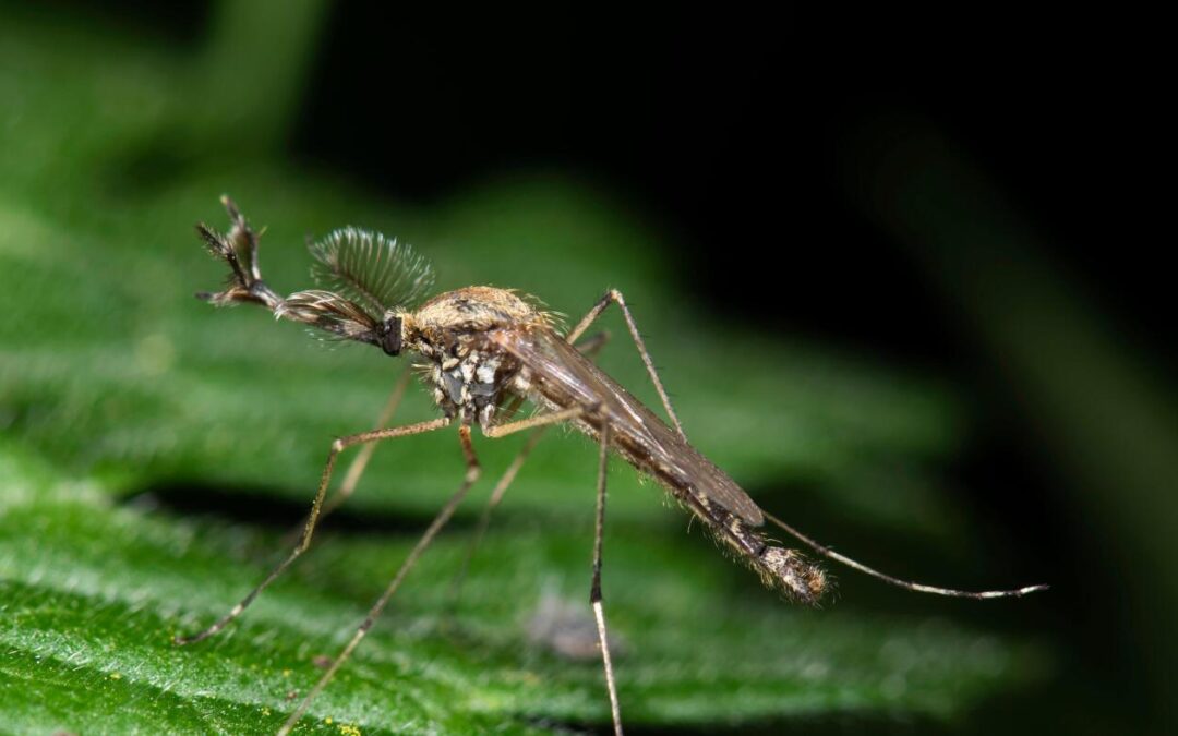Iceland reports the presence of mosquitoes for the first time, as climate warms