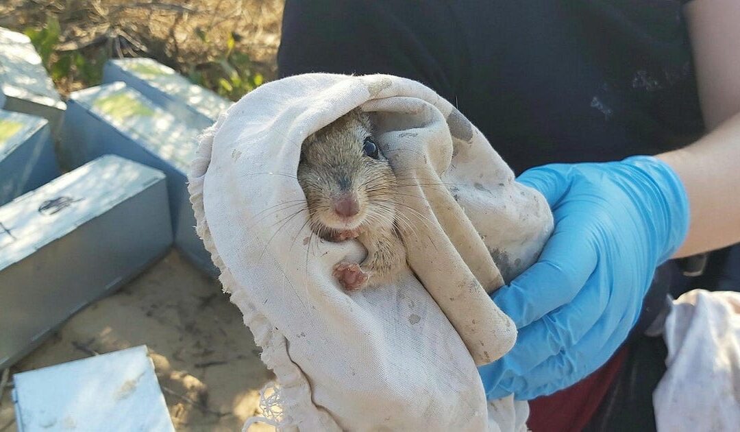 Int'l conservation union calls on Israel to reverse plans that could threaten endangered rodent