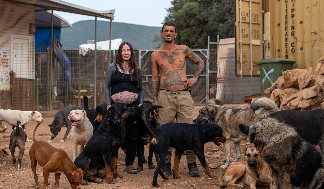 He takes killer dogs, and teaches them to love again