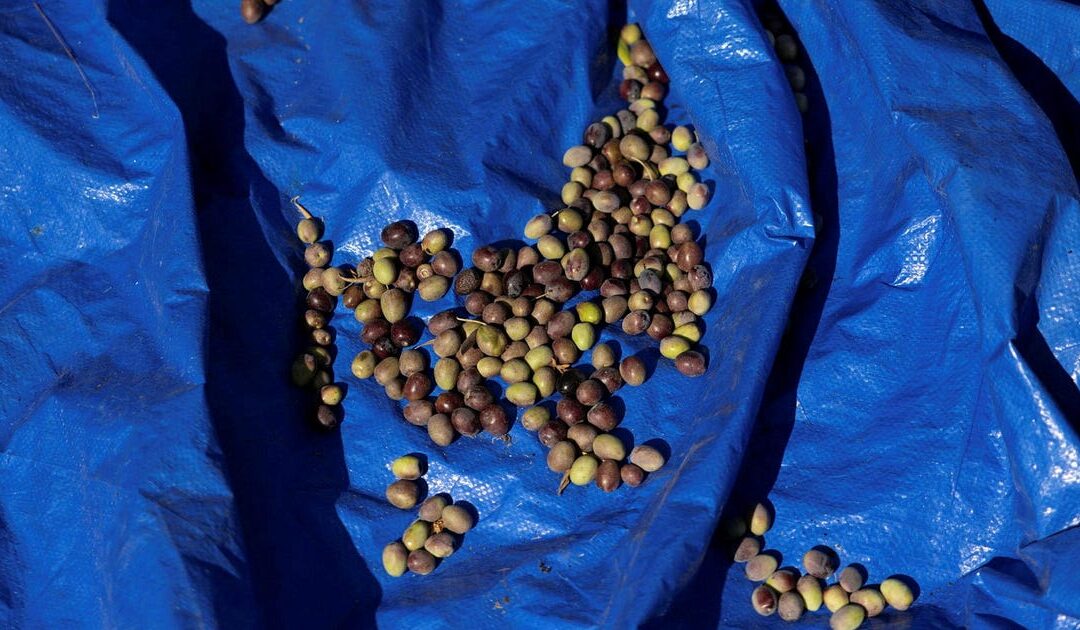 Drought and settler violence make 2025 West Bank olive harvest worst in living memory