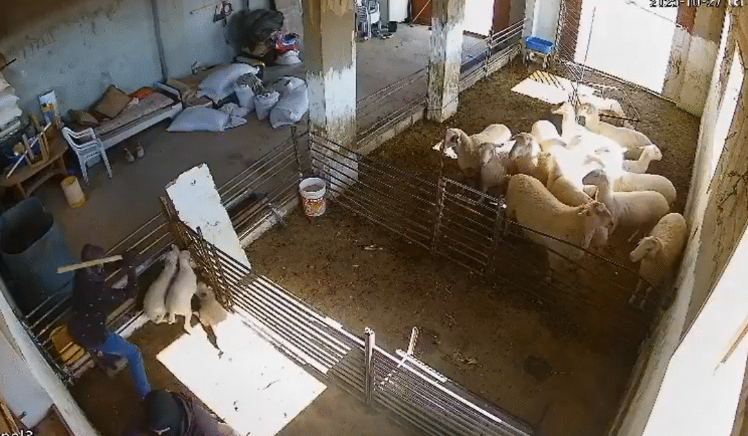 Israeli settlers filmed torturing lambs in a Palestinian-owned pen in the West Bank