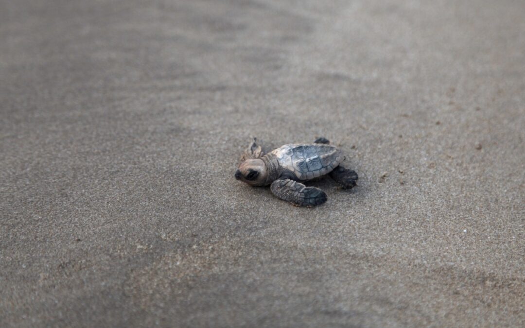 A bright spot for turtles: Olive ridleys are recovering in India, but still at risk