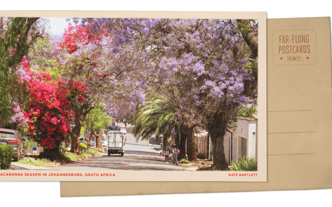 Greetings from Johannesburg, South Africa, where spring bursts with jacaranda blooms
