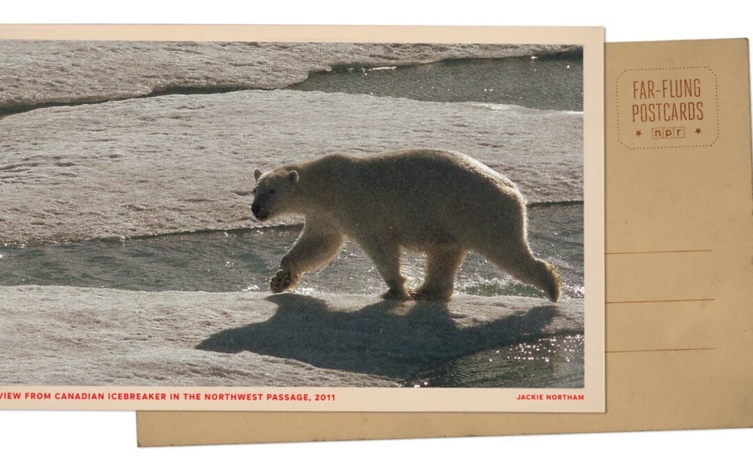 Greetings from the Arctic Circle, where an icebreaker ship drew polar bears' attention