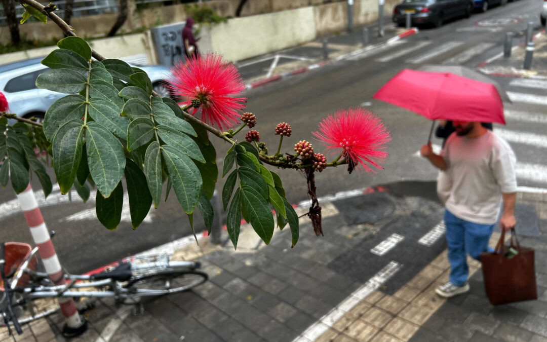 48 שעות של גשם: שיאים מטורפים בדרום – אך הכנרת נותרה מאחור