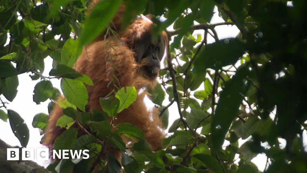 Fears grow that world's rarest apes were swept away in Sumatran floods