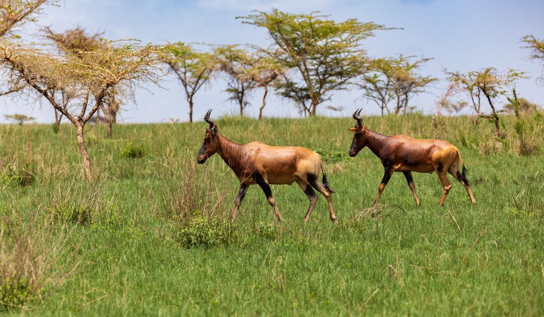 In biblical Israel, hartebeest still roamed. What led to their extinction?