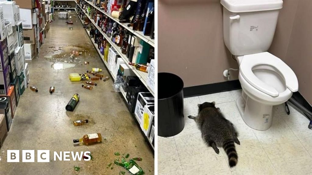 From booze to black belts: Virginia's drunk raccoon suspected in karate shop break-in
