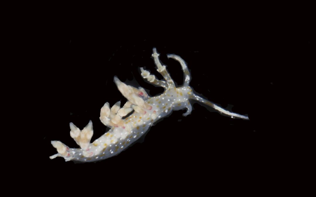 Scientists say they have discovered 20 new species deep in the Pacific Ocean