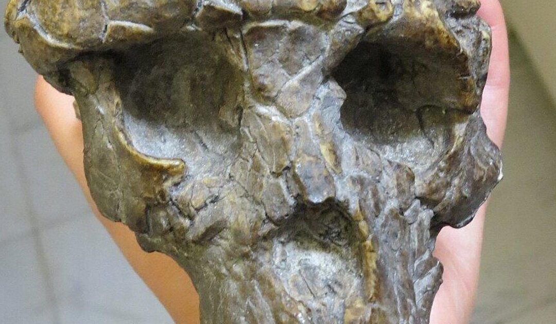 New study supports Sahelanthropus as the earliest hominin