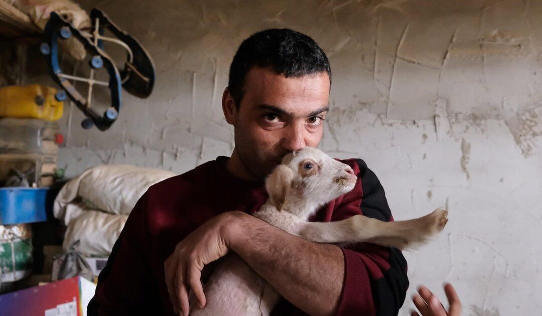 Here settlers show no mercy to the sheep, not even the lambs
