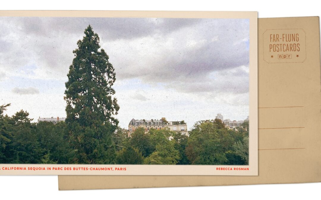 Greetings from a Paris park, where a lone sequoia tree is a marvel to behold